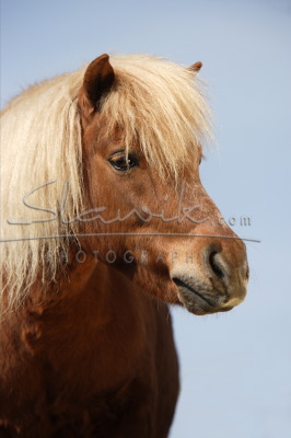shetland pony