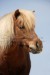 shetland pony